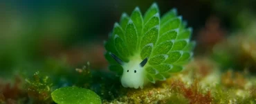 Una oveja de mar, una pequeña babosa marina de cuerpo translúcido con ceratas verdes en forma de hojas, se desplaza lentamente sobre el fondo marino cubierto de algas. La escena está iluminada con luz suave y los colores del entorno son vivos pero difusos.