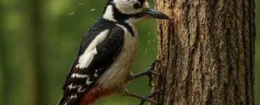 Un pájaro carpintero de perfil golpea con fuerza un árbol, mientras fragmentos de madera vuelan por el aire en un bosque iluminado por la luz natural.